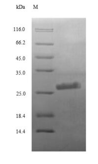 SDS-PAGE separation of QP8695 followed by commassie total protein stain results in a primary band consistent with reported data for Complement C3. These data demonstrate Greater than 90% as determined by SDS-PAGE.