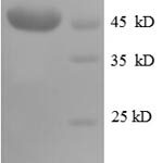 SDS-PAGE separation of QP8696 followed by commassie total protein stain results in a primary band consistent with reported data for CD320. These data demonstrate Greater than 90% as determined by SDS-PAGE.