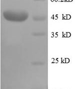 SDS-PAGE separation of QP8696 followed by commassie total protein stain results in a primary band consistent with reported data for CD320. These data demonstrate Greater than 90% as determined by SDS-PAGE.
