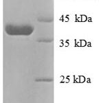 SDS-PAGE separation of QP8697 followed by commassie total protein stain results in a primary band consistent with reported data for GOLM1 / GP73. These data demonstrate Greater than 90% as determined by SDS-PAGE.