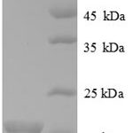 SDS-PAGE separation of QP8701 followed by commassie total protein stain results in a primary band consistent with reported data for Bone morphogenetic protein 6. These data demonstrate Greater than 90% as determined by SDS-PAGE.