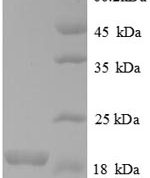 SDS-PAGE separation of QP8701 followed by commassie total protein stain results in a primary band consistent with reported data for Bone morphogenetic protein 6. These data demonstrate Greater than 90% as determined by SDS-PAGE.