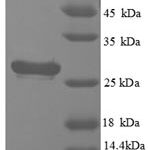 SDS-PAGE separation of QP8702 followed by commassie total protein stain results in a primary band consistent with reported data for Cathepsin S / CTSS. These data demonstrate Greater than 90% as determined by SDS-PAGE.