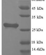 SDS-PAGE separation of QP8702 followed by commassie total protein stain results in a primary band consistent with reported data for Cathepsin S / CTSS. These data demonstrate Greater than 90% as determined by SDS-PAGE.