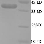 SDS-PAGE separation of QP8703 followed by commassie total protein stain results in a primary band consistent with reported data for Cripto / TDGF1. These data demonstrate Greater than 90% as determined by SDS-PAGE.