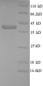 SDS-PAGE separation of QP8703 followed by commassie total protein stain results in a primary band consistent with reported data for Cripto / TDGF1. These data demonstrate Greater than 90% as determined by SDS-PAGE.