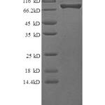 SDS-PAGE separation of QP8705 followed by commassie total protein stain results in a primary band consistent with reported data for G-CSFR / CD114. These data demonstrate Greater than 90% as determined by SDS-PAGE.