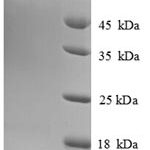 SDS-PAGE separation of QP8708 followed by commassie total protein stain results in a primary band consistent with reported data for Heat shock 70 kDa protein 13. These data demonstrate Greater than 90% as determined by SDS-PAGE.