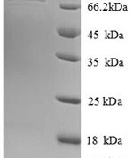 SDS-PAGE separation of QP8708 followed by commassie total protein stain results in a primary band consistent with reported data for Heat shock 70 kDa protein 13. These data demonstrate Greater than 90% as determined by SDS-PAGE.