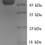 SDS-PAGE separation of QP8709 followed by commassie total protein stain results in a primary band consistent with reported data for HAGH / GLO2 / Glyoxalase II. These data demonstrate Greater than 90% as determined by SDS-PAGE.