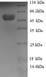 SDS-PAGE separation of QP8709 followed by commassie total protein stain results in a primary band consistent with reported data for HAGH / GLO2 / Glyoxalase II. These data demonstrate Greater than 90% as determined by SDS-PAGE.