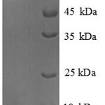 SDS-PAGE separation of QP8710 followed by commassie total protein stain results in a primary band consistent with reported data for PLA2G2A. These data demonstrate Greater than 90% as determined by SDS-PAGE.