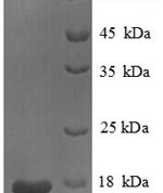 SDS-PAGE separation of QP8710 followed by commassie total protein stain results in a primary band consistent with reported data for PLA2G2A. These data demonstrate Greater than 90% as determined by SDS-PAGE.