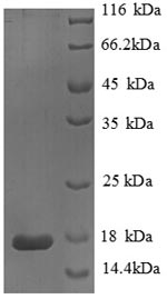 SDS-PAGE separation of QP8710 followed by commassie total protein stain results in a primary band consistent with reported data for PLA2G2A. These data demonstrate Greater than 90% as determined by SDS-PAGE.