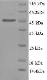 SDS-PAGE separation of QP8711 followed by commassie total protein stain results in a primary band consistent with reported data for SerpinE1 / PAI-1. These data demonstrate Greater than 90% as determined by SDS-PAGE.