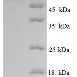 SDS-PAGE separation of QP8712 followed by commassie total protein stain results in a primary band consistent with reported data for LCAT. These data demonstrate Greater than 90% as determined by SDS-PAGE.