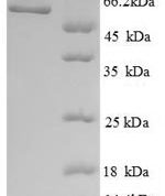 SDS-PAGE separation of QP8712 followed by commassie total protein stain results in a primary band consistent with reported data for LCAT. These data demonstrate Greater than 90% as determined by SDS-PAGE.