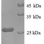 SDS-PAGE separation of QP8713 followed by commassie total protein stain results in a primary band consistent with reported data for Placental Lactogen / CSH1. These data demonstrate Greater than 90% as determined by SDS-PAGE.