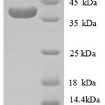 SDS-PAGE separation of QP8716 followed by commassie total protein stain results in a primary band consistent with reported data for Collagen alpha-1(IV) chain. These data demonstrate Greater than 90% as determined by SDS-PAGE.