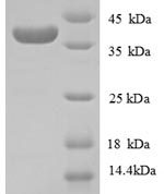 SDS-PAGE separation of QP8716 followed by commassie total protein stain results in a primary band consistent with reported data for Collagen alpha-1(IV) chain. These data demonstrate Greater than 90% as determined by SDS-PAGE.