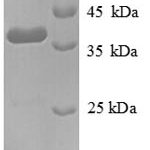 SDS-PAGE separation of QP8717 followed by commassie total protein stain results in a primary band consistent with reported data for Tenascin C. These data demonstrate Greater than 90% as determined by SDS-PAGE.