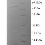 SDS-PAGE separation of QP872 followed by commassie total protein stain results in a primary band consistent with reported data for 14-3-3 sigma / Stratifin / YWHAS. These data demonstrate Greater than 90% as determined by SDS-PAGE.