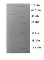 SDS-PAGE separation of QP872 followed by commassie total protein stain results in a primary band consistent with reported data for 14-3-3 sigma / Stratifin / YWHAS. These data demonstrate Greater than 90% as determined by SDS-PAGE.