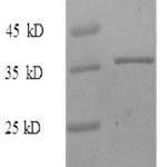 SDS-PAGE separation of QP8721 followed by commassie total protein stain results in a primary band consistent with reported data for MKI67. These data demonstrate Greater than 90% as determined by SDS-PAGE.