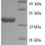 SDS-PAGE separation of QP8722 followed by commassie total protein stain results in a primary band consistent with reported data for UCHL1 / PGP9.5. These data demonstrate Greater than 90% as determined by SDS-PAGE.