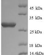 SDS-PAGE separation of QP8722 followed by commassie total protein stain results in a primary band consistent with reported data for UCHL1 / PGP9.5. These data demonstrate Greater than 90% as determined by SDS-PAGE.