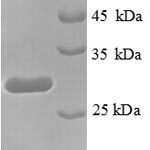 SDS-PAGE separation of QP8725 followed by commassie total protein stain results in a primary band consistent with reported data for Transcription termination factor 1. These data demonstrate Greater than 90% as determined by SDS-PAGE.