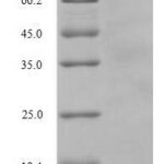SDS-PAGE separation of QP8727 followed by commassie total protein stain results in a primary band consistent with reported data for Multidrug resistance protein 1. These data demonstrate Greater than 90% as determined by SDS-PAGE.
