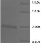 SDS-PAGE separation of QP8729 followed by commassie total protein stain results in a primary band consistent with reported data for CD147 / EMMPRIN / Basigin. These data demonstrate Greater than 90% as determined by SDS-PAGE.