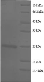 SDS-PAGE separation of QP8729 followed by commassie total protein stain results in a primary band consistent with reported data for CD147 / EMMPRIN / Basigin. These data demonstrate Greater than 90% as determined by SDS-PAGE.