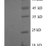 SDS-PAGE separation of QP8732 followed by commassie total protein stain results in a primary band consistent with reported data for GDF-8 / Myostatin / MSTN. These data demonstrate Greater than 90% as determined by SDS-PAGE.