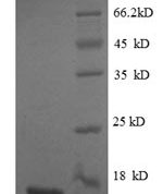 SDS-PAGE separation of QP8732 followed by commassie total protein stain results in a primary band consistent with reported data for GDF-8 / Myostatin / MSTN. These data demonstrate Greater than 90% as determined by SDS-PAGE.