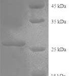 SDS-PAGE separation of QP8734 followed by commassie total protein stain results in a primary band consistent with reported data for Collagen alpha-2(IV) chain. These data demonstrate Greater than 90% as determined by SDS-PAGE.
