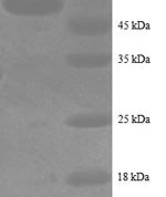 SDS-PAGE separation of QP8736 followed by commassie total protein stain results in a primary band consistent with reported data for Alkaline Phosphatase. These data demonstrate Greater than 80% as determined by SDS-PAGE.