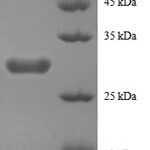 SDS-PAGE separation of QP8738 followed by commassie total protein stain results in a primary band consistent with reported data for Peptide YY. These data demonstrate Greater than 90% as determined by SDS-PAGE.