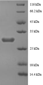 SDS-PAGE separation of QP8738 followed by commassie total protein stain results in a primary band consistent with reported data for Peptide YY. These data demonstrate Greater than 90% as determined by SDS-PAGE.
