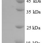 SDS-PAGE separation of QP8741 followed by commassie total protein stain results in a primary band consistent with reported data for Myeloblastin. These data demonstrate Greater than 90% as determined by SDS-PAGE.