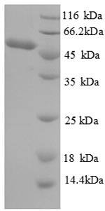 SDS-PAGE separation of QP8741 followed by commassie total protein stain results in a primary band consistent with reported data for Myeloblastin. These data demonstrate Greater than 90% as determined by SDS-PAGE.
