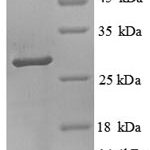 SDS-PAGE separation of QP8742 followed by commassie total protein stain results in a primary band consistent with reported data for Trypsin-3 / PRSS3. These data demonstrate Greater than 80% as determined by SDS-PAGE.