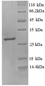 SDS-PAGE separation of QP8742 followed by commassie total protein stain results in a primary band consistent with reported data for Trypsin-3 / PRSS3. These data demonstrate Greater than 80% as determined by SDS-PAGE.
