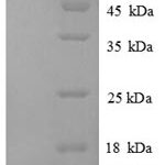 SDS-PAGE separation of QP8743 followed by commassie total protein stain results in a primary band consistent with reported data for Plasma alpha-L-fucosidase. These data demonstrate Greater than 90% as determined by SDS-PAGE.