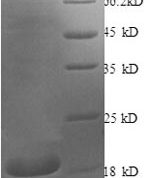 SDS-PAGE separation of QP8747 followed by commassie total protein stain results in a primary band consistent with reported data for bFGF / FGF2. These data demonstrate Greater than 90% as determined by SDS-PAGE.