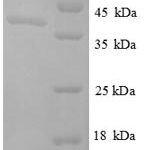 SDS-PAGE separation of QP8748 followed by commassie total protein stain results in a primary band consistent with reported data for Ornithine carbamoyltransferase chain F. These data demonstrate Greater than 90% as determined by SDS-PAGE.