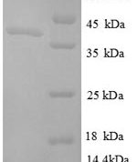 SDS-PAGE separation of QP8748 followed by commassie total protein stain results in a primary band consistent with reported data for Ornithine carbamoyltransferase chain F. These data demonstrate Greater than 90% as determined by SDS-PAGE.