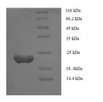 SDS-PAGE separation of QP8750 followed by commassie total protein stain results in a primary band consistent with reported data for Zinc finger protein GLI1. These data demonstrate Greater than 90% as determined by SDS-PAGE.