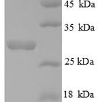 SDS-PAGE separation of QP8753 followed by commassie total protein stain results in a primary band consistent with reported data for Androgen-induced gene 1 protein. These data demonstrate Greater than 90% as determined by SDS-PAGE.